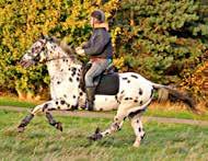 Having showjumped up to 1m40 and being trained in classical dressage, he is also a superb choice for the sports horse breeder.