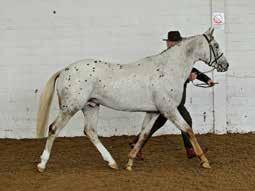 stallion Champion FIVE times along with three Supreme Championships and the Appaloosa class at
