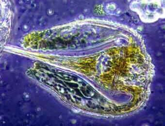 TWO TYPES OF PLANKTON Phytoplankton are microscopic plant type organisms.