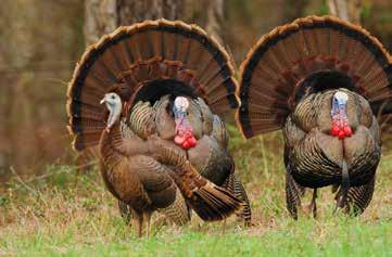 District 1 - Wildlife Management Areas that Provide Turkey Hunting - (Continued) RIVERTON COMMUNITY HUNTING AREA By Daniel Toole, WMA Wildlife Biologist Riverton Community Hunting Area (CHA)