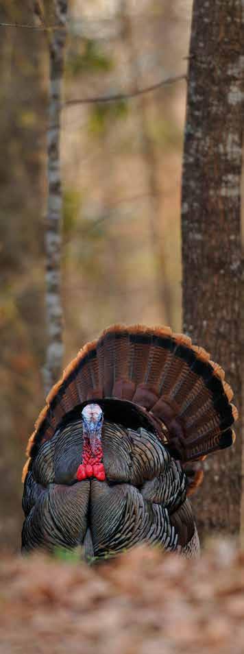 tisement as hybrid Eastern Turkeys, and were not wild Eastern Turkeys. The pay hunting camp owner was planning on releasing them on their property for hunting.