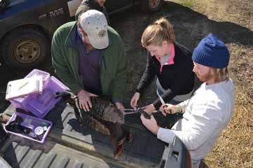 TURKEY RESEARCH PROJECT UPDATE FROM THE ALABAMA COOPERATIVE FISH AND WILDLIFE RESEARCH UNIT James B. Grand, U.S. Geological Survey, Cooperative Research Units, Dadeville, Alabama, barry_grand@usgs.