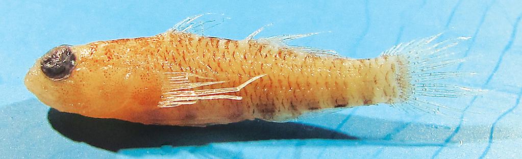 Body crossed by six subcutaneous bars, some bifurcated ventrally, more visible ventrally from anal-fin origin posteriorly: first bar originates at front of first dorsal fin, second at end of first