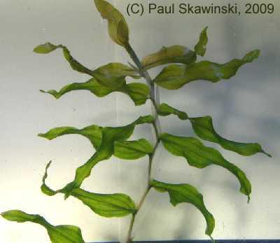 The most common plant species in the survey was white-stem pondweed (Potamogeton praelongus), which is a good quality, native aquatic plant in Wisconsin.