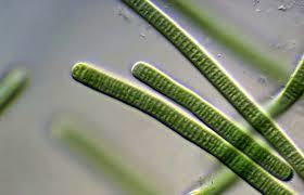 The 2011 and 2012 algal communities were diverse and primarily dominated by diatoms. The algal data found during the study period may indicate one of two possible shifts in water quality.