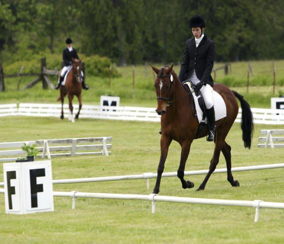 New 2013 dressage tests PCAV have released the new 2013 dressage tests which can be found at the following link: http://www.ponyclubvic.org.au/?