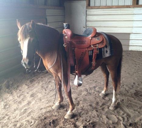 10 Year Old Sorrel Height: 12 Hands Information: Nice stout made gelding. No buck, No bite!