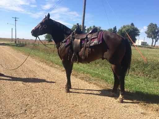 Dodge 10 Year Old Sorrel Height: 15 Hands Information: Ranch Broke. Been in feed yard.