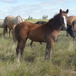 Horse Sale Catalogue REGISTERED QUARTER HORSE, PAINT & ALL BREED HORSE SALE Saturday, September 8th starting at 9:30 A.M 