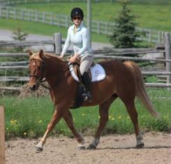 LOT 67 LILY Consignor: Korten, Cassandra WELSH/THOROUGHBRED - MARE Lily is a 3 year old Welsh cross chestnut pony mare. She stands apprx 14hh. Lily is greenbroke w/t/c and has a quiet personality.