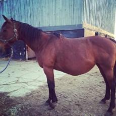 Mostly used for trail rides and pleasure riding at home. LOT 71 RAIN Consignor: Gerhold, Randy DRAFT PAINT - MARE Jan 27 2014 16hh - 4yr old draft paint mare.