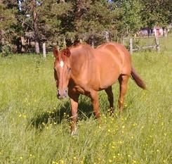 LOT 73 STAR Consignor: Giesbrecht, Nicole THOROUGHBRED - MARE Jul 31 2001 Star is a chestnut 16 hh thoroughbred!