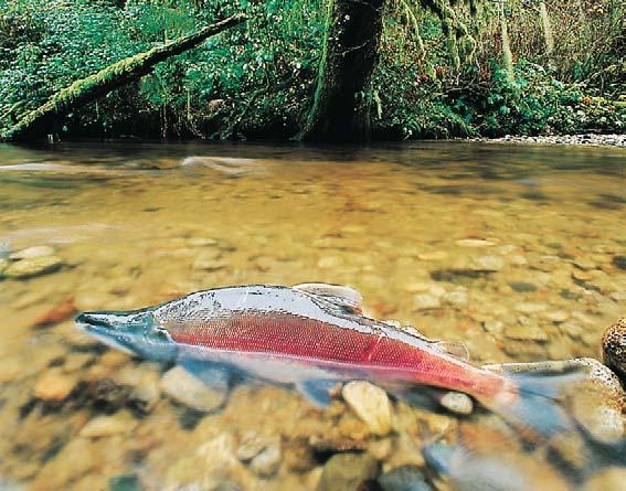 There are six species of salmon that are common to the Pacific Northwest: Chinook, Chum, Coho, Pink, Sockeye and Steelhead.