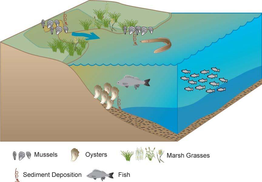 technologies Categories exist for restoring and enhancing populations and habitat of all bivalve species.