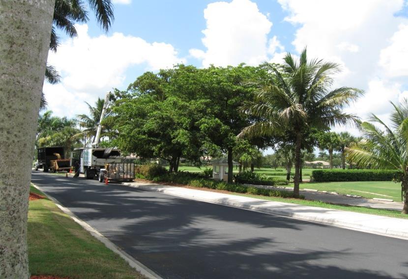 Three large black olive trees were removed by the putting green and replaced with Sabal palms.