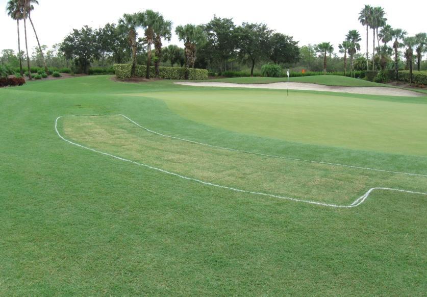 The tees and fairways have been verticut 6 times in different directions. Tees, fairways, and roughs were aerified twice and traffic areas were done three times.
