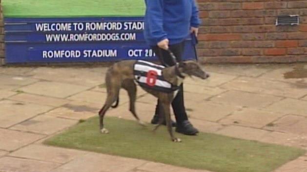 There should be a designated spot on the track where each greyhound is halted, and introduced by the announcer.