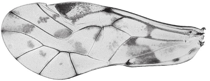 A C B Fig. 1. Forewings of specimens of the alinguum group collected in Thailand. A. Trichadenotecnum alinguum. B. T. siamense (holotype). C. T. triceratum (holotype).