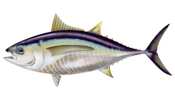 Tunas Yellowfin tuna Thunnus albacares Pectoral fins blade-like 6 < 120 cm Juveniles (40 70 cm) Narrow body, especially near caudal fin Small notch in caudal