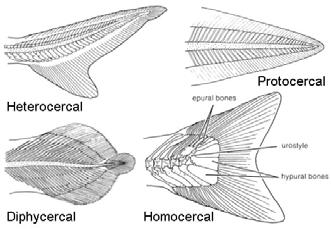 Functional Morphology of Median fins use as additional interacting thrusters Skin 2 layers of collagen; reinforced cylinder; internal hydrostatic pressure (10x greater in fast vs.