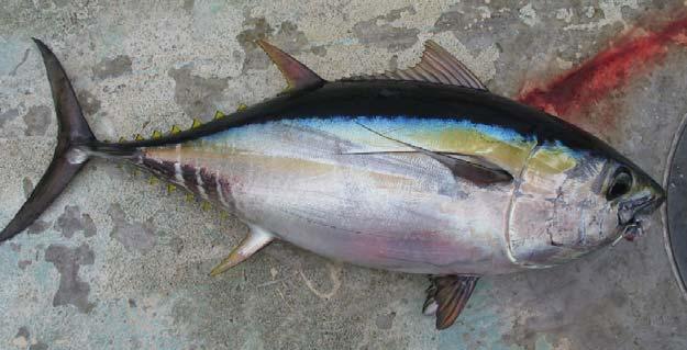 silvery white Bigeye Golden to brassy mid-lateral band, less distinct Dark black back edged with bright metallic blue