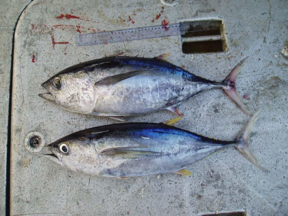 Coloration: External Characteristics Example 2 (YFT 59 cm BET 57 cm) The yellow band on the yellowfin mid lateral has disappeared Blueish black colour above the