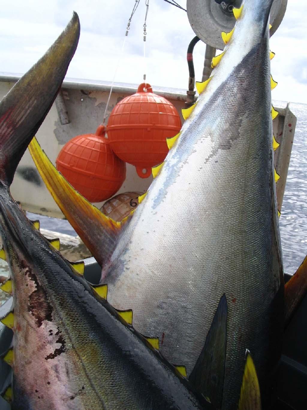 Finlet coloration - ideal Yellowfin bright yellow with