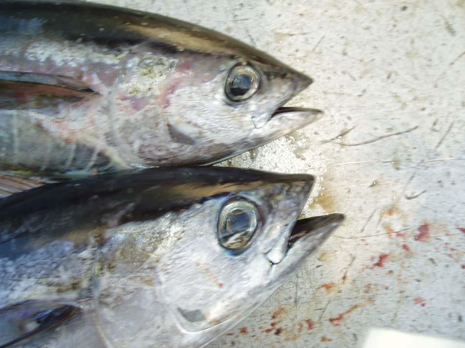 Comparisons by size and features eye diameter Yellowfin and Bigeye (~ 45 cm)