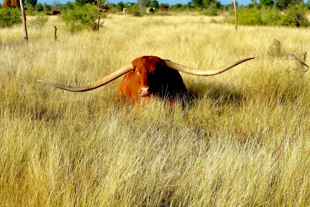 ABOUT JR 2013 GUINNESS WORLD RECORD FOR LONGEST HORNS The most well known longhorn at Leahton Park is JR full name Johnny Reb who achieved global fame in 2013 with a Guinness World Record for the