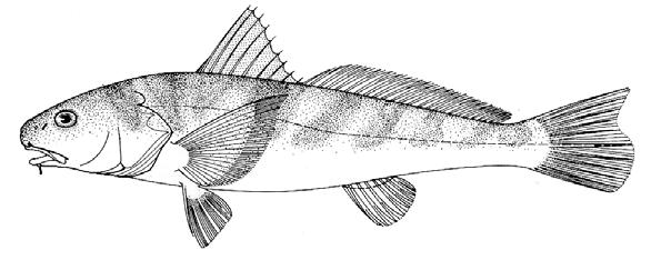 Kingfishes (whitings), Menticirrhus spp. Three species of whitings are present in Florida: southern kingfish, Menticirrhus americanus; northern kingfish, M. saxatilis; and gulf kingfish, M.