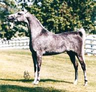 She is a daughter of Thee Desperado, a striking mahogany bay stallion who not only became many times a champion including U.S. Reserve National Champion, U.S. Top Ten