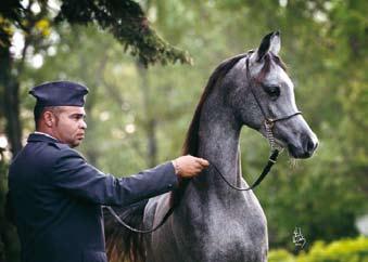 Duqa AA, by Al Maraam) Bred and owned by S. Ariel - Photo: M.