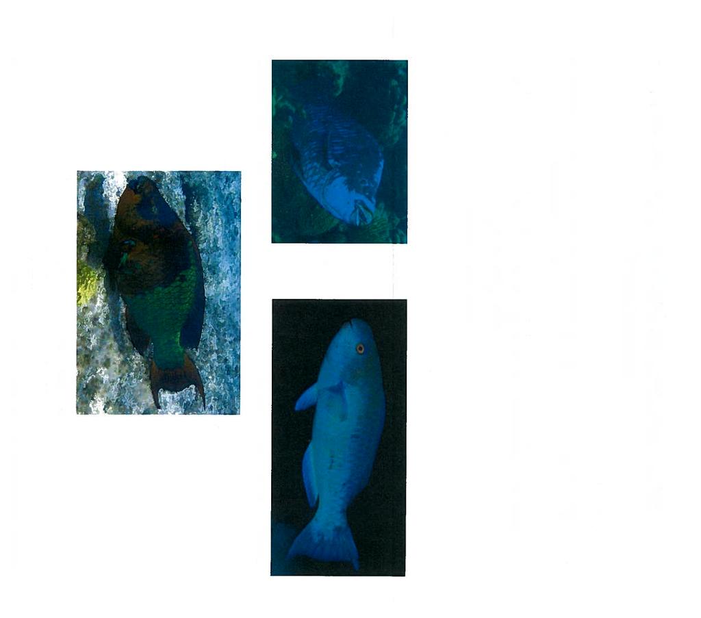 Action 4(a) Species-Specific Parrotfish Prohibitions