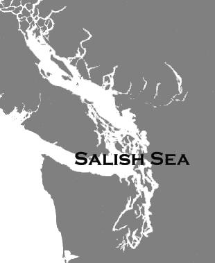 Salmon travel as far into saltwater as they need to in order to find enough food. If they find enough in the protected waters of the Salish Sea (which includes Puget Sound), they will stay there.