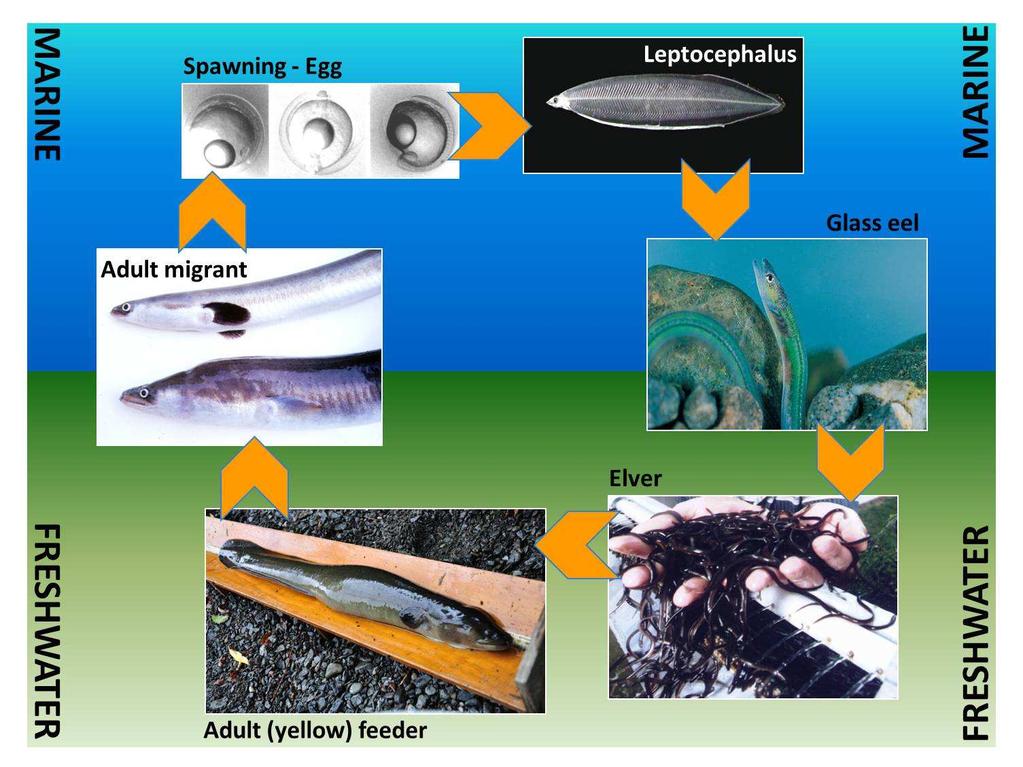 Eels have a long and unusual life cycle which sees