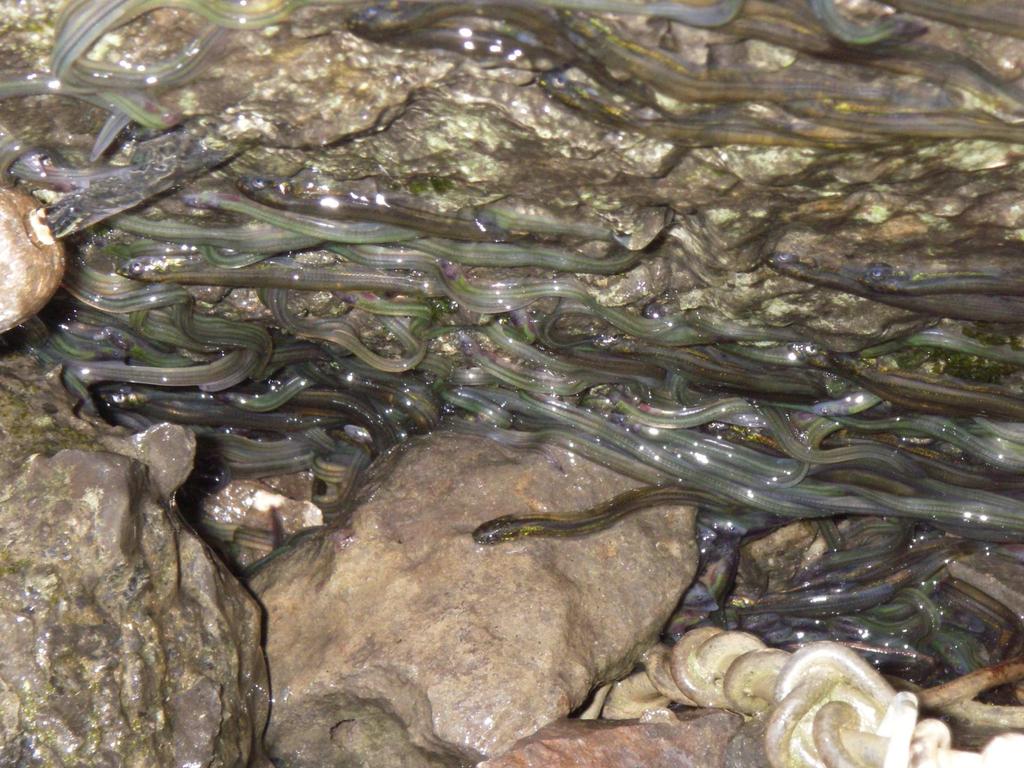 Elvers are amazing climbers as