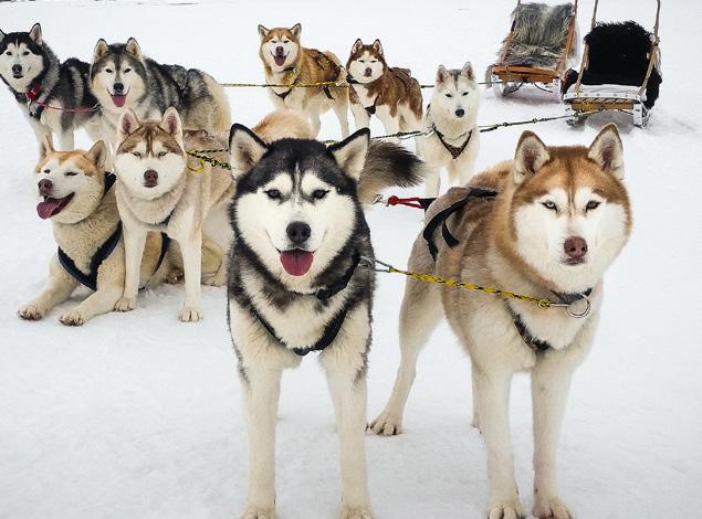 From swimming with piglets in the warm Bahamas sea to learning to drive a huskypowered dogsled in Iceland, our ten amazing animal encounters are not only special, but 100% ethical too.