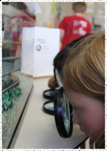 History Trout in the Classroom (TIC) programs have been in place all across the country for more than 20 years.