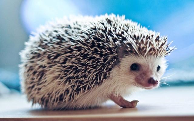 A group of hedgehogs is called an array. 15-hedgehog-facts-for-kids.com Lovethegarden.