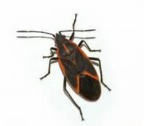Science Facts By : Vicky Limo The average person accidentally eats 4 bugs each year of his life.
