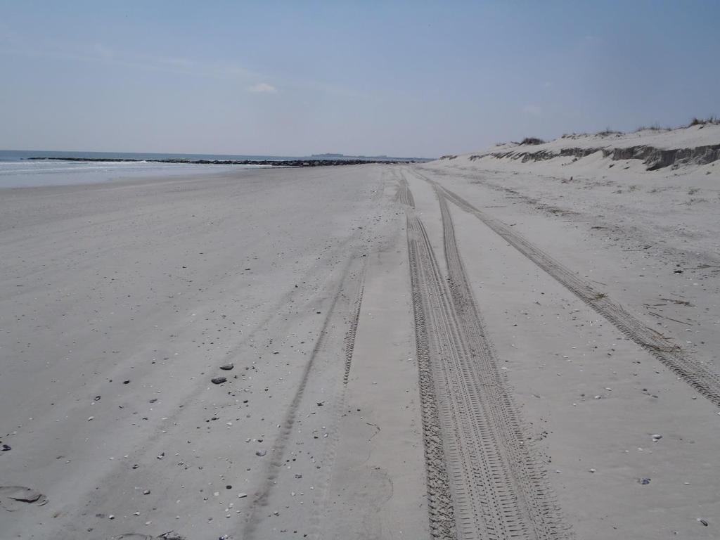 to the dune toe where sand was removed and the beach was