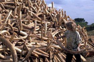 Illegal Ivory Trade Ivory, the material that composes the tusks of elephants, is considered a highly desirable luxury product for most of the world.