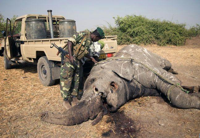 Sub-Saharan countries dependent on tourism. Additionally, the continuation of the ivory trade allows terrorist groups to persist in many of these same countries.