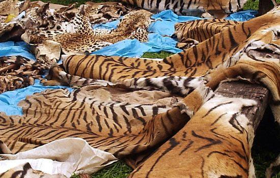 Illegal Trade in Wildlife Illegal trade of wildlife is quickly becoming a serious crime and issue in the world today.