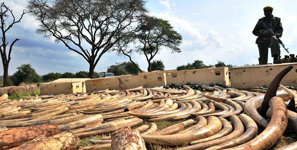 Poaching of elephants and rhinos still