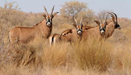 Decline in other critically endangered species Sable antelope Sable antelope less