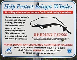 Cook Inlet Resources: Beluga Whales Cook