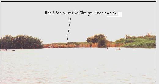Figure 7: Reed fences at Simiyu River mouth (above) and upstream Simiyu River (From Benno, 2003) Discussion Fishing for Ningu is seasonal, although the fishers operate throughout the year.