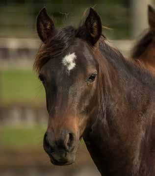 Horses for Sale and February 2016 Kaimanawa Heritage Horses KHH Rosie 13.