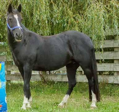 LK Zeta 10yo, 13.2hh, Mare 2009 Muster Zeta is a 13.2hh, 10yr old mare who is very quiet and well handled.